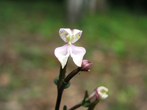 ซ่อนแอบสยาม Disperis neilgherrensis Wight<br/>ORCHIDACEAE